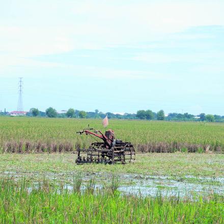 Album : Sawah